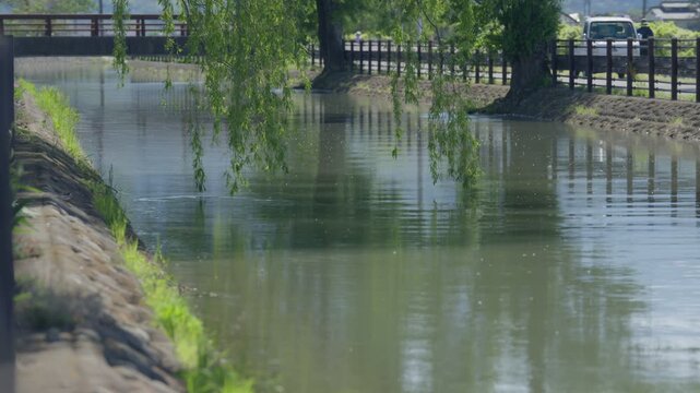 風に揺れる柳の枝葉と水路の水面