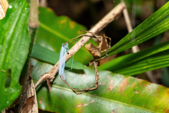 Angola Ogre-faced spider (Asianopis anchietae) getting ready to ambush prey in a coastal forest in St Lucia, South Africa