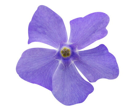 close up of vinca flower isolated on transparent background, top view