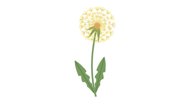 Closeup of single white dandelion flower.