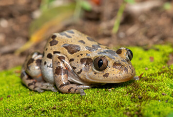 Obraz premium A cute red-legged kassina (Hylambates maculatus), also known as a red-legged wot-wot, a red-legged running frog, or vlei frog, on a mossy background