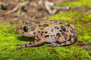 Obraz premium A cute red-legged kassina (Hylambates maculatus), also known as a red-legged wot-wot, a red-legged running frog, or vlei frog, on a mossy background
