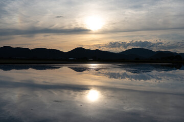 Fototapeta premium sunset over the rice field