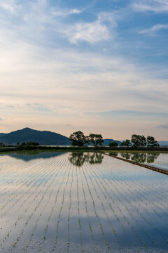 Sunset Over a Rural Rice Field in Japan