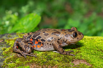Fototapeta premium A cute red-legged kassina (Hylambates maculatus), also known as a red-legged wot-wot, a red-legged running frog, or vlei frog, on a mossy background