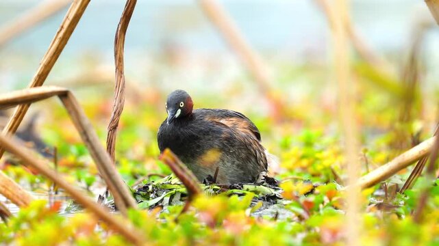 Close-up of a small wild grebe waterbird resting on a floating nest of aquatic vegetation surrounded by vibrant green plants and reeds in a tranquil wetland
