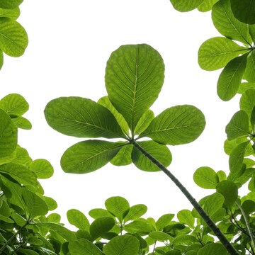 Fresh green clover leaves on vibrant background isolated on transparent background