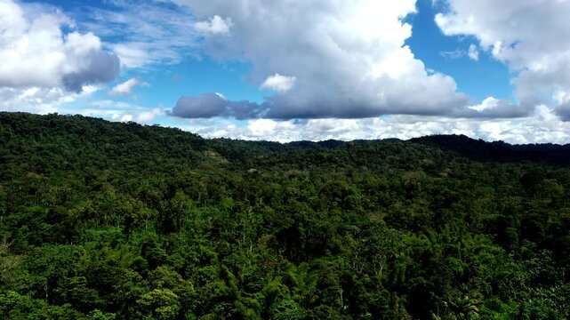 Aerial view over a tropical forest tree canopy with a beautiful cloudscape above; a stunning green nature background of a rainforest in South America