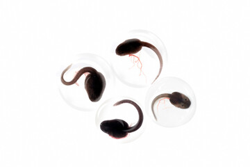 Naklejka premium Close Up of tadpoles blue poison dart frog in transparent petri dishes on white background, Black tadpoles with developing tails isolated on white surface