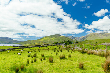Obraz premium Green pasture and scattered sheep spread across the slopes above Killary Fjord in western Ireland. A rural mountain landscape showing grazing land along Irelands only fjord.