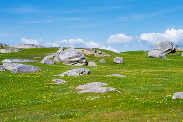 Obraz premium Wildflower meadow between Dogs Bay and Gurteen Bay near Roundstone, Connemara, Ireland. Yellow buttercups, green grass and limestone boulders on the Wild Atlantic Way.