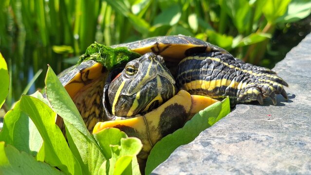The red-eared slider or Trachemys scripta elegans portrait in garden pond.