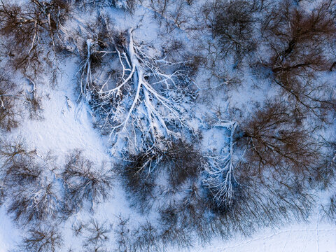 Aerial view of fallen trees and bare branches covered in fresh snow in a winter forest in Lithuania.