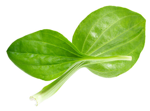Fresh plantain leaves isolated on white background. Plantago major herb. Medicinal green leaves for traditional medicine. Clipping path. Top view.