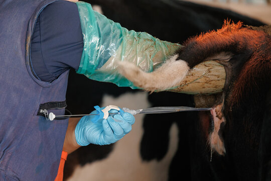 Veterinarian inseminator uses artificial insemination on cow, injection syringe with bull semen on livestock farm