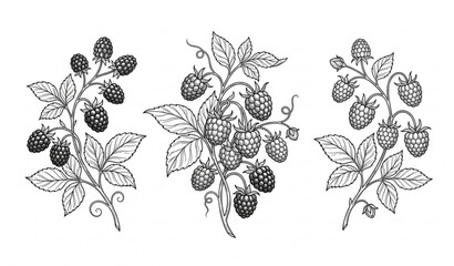 Elegant raspberry and blackberry botanical line drawing collection in monochrome vector style © MstLima
