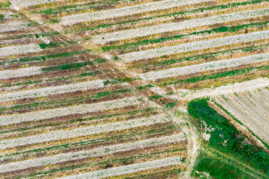 Aerial view of neatly arranged agricultural rows and dirt paths in the Valdarno valley Florence, Tuscany, Italy.