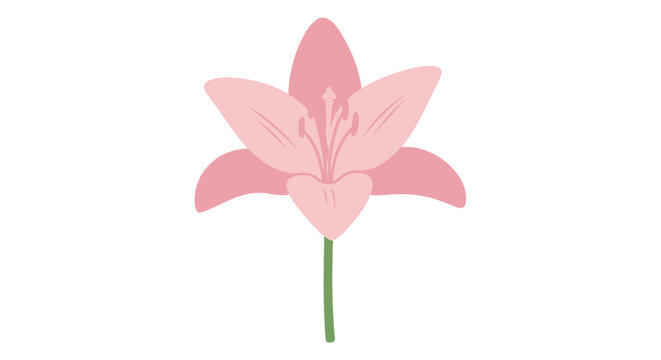 Pink Lily Flower Close Up View.