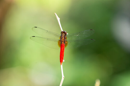 red dragonfly on a green leaf