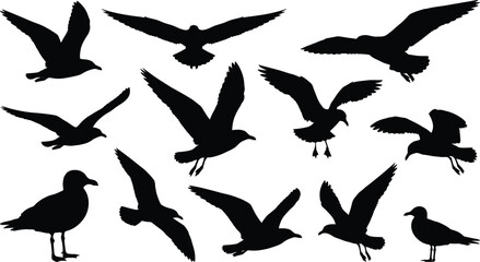 Fototapeta premium Seagull silhouettes in flight and standing positions set isolated on white background for wildlife and coastal design concepts.
