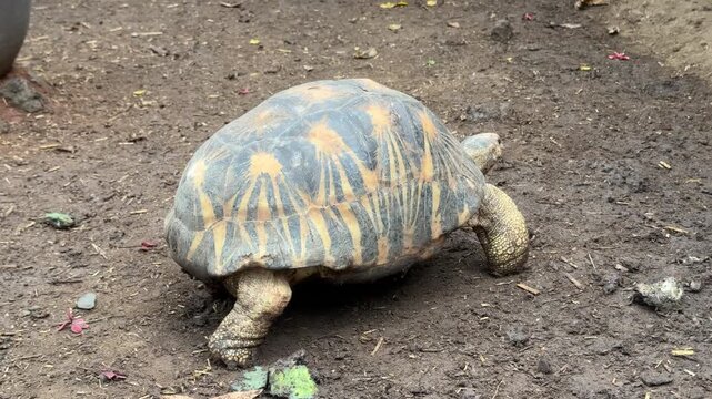Radiated Tortoise (Astrochelys radiata)