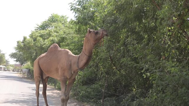 A camel walks peacefully along a rural countryside road, feeding on roadside vegetation under bright daylight. Captures authentic village life, natural wildlife behavior, green landscapes, and serene 