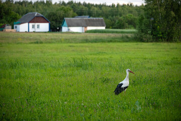 Fototapeta premium White stork standing in a lush green meadow with rural houses in the background