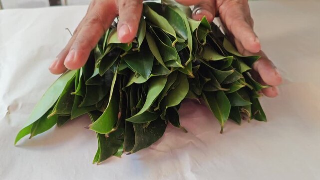 Pressing soursop leaves together on a table