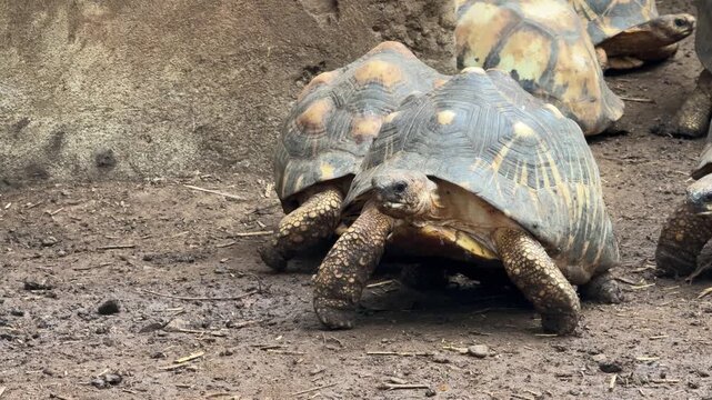 Radiated Tortoise (Astrochelys radiata)
