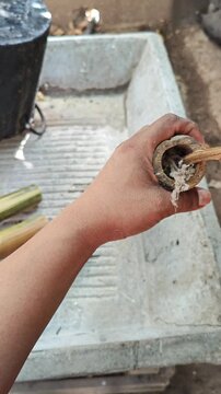 Inserting turpentine-soaked oakum into bamboo for pest protection
