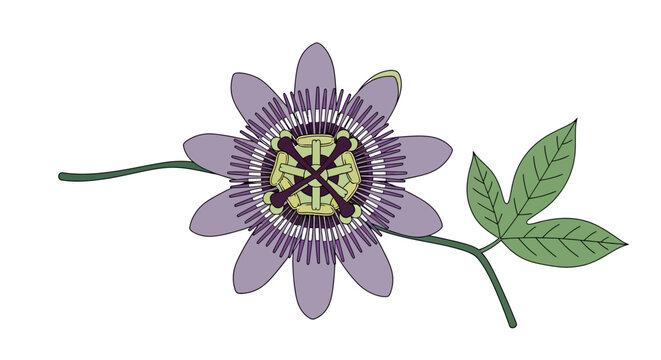Purple Passionflower with Green Leaves.