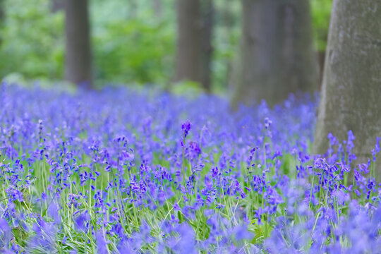 Trees surrounded by a sea of ​​purple blossoms, forest full of blooming bellflowers, forest scene with blue flowers, a sea of ​​bellflower blossoms, green stalks, magical landscape, Hyacinthoides