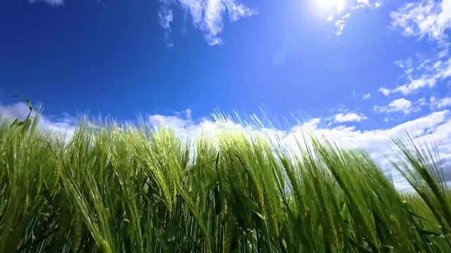 Blue sky with clouds, sun and green grain field in spring