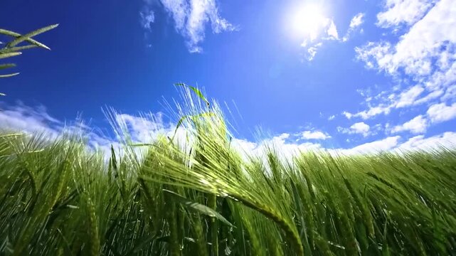 Blue sky with clouds, sun and green grain field in spring
