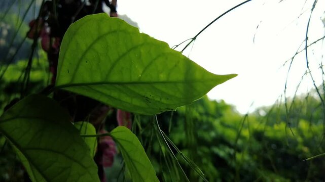 Close-up of a Green Leaf with Veins, Backlit by Sun, Against Blurry Nature Background, Raining time
