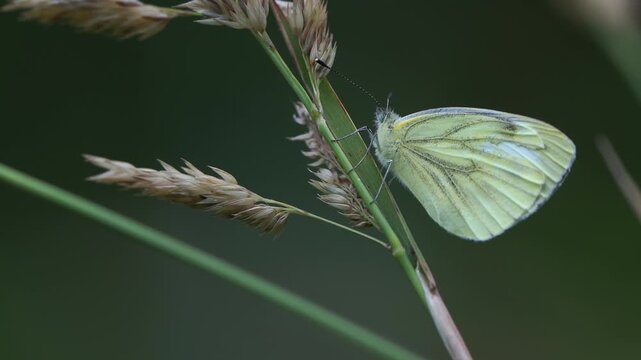 A green-veined white (Pieris napi) sitting on a grass stem