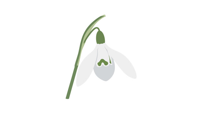 Snowdrop flower in close up view.