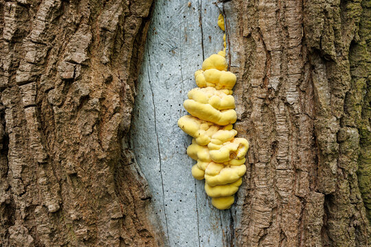 Yellow sulphur shelf fungus growing on tree trunk close up