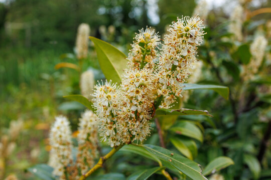 White cherry laurel flowers blooming on branch