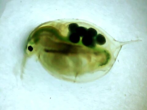 Giant Daphnia on a microscope glass
