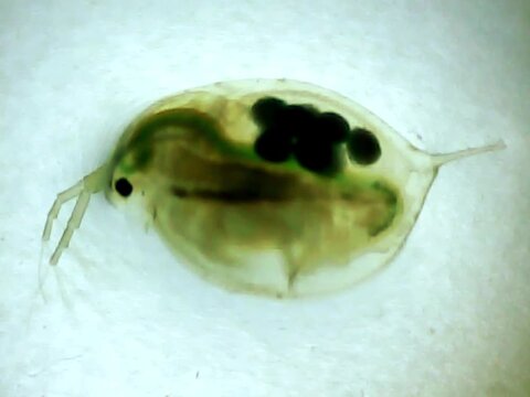 Giant Daphnia on a microscope glass