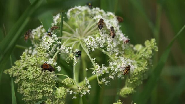 Insects foraging on a white flower