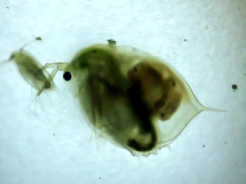 Giant Daphnia on a microscope glass