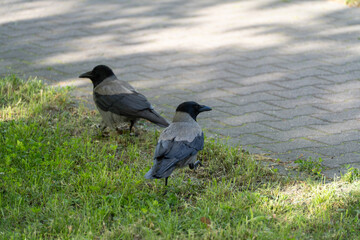 Naklejka premium Two hooded crows stand on grass near a paved path. Their dark feathers contrast with green grass. Shadows stretch across the ground from nearby trees. Birds look alert, scanning surroundings