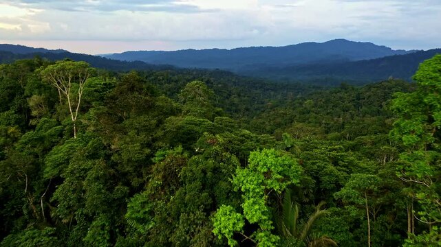 Moving between the trees of a hilly forest landscape in a tropical forest in the foothills of the Andes in South America