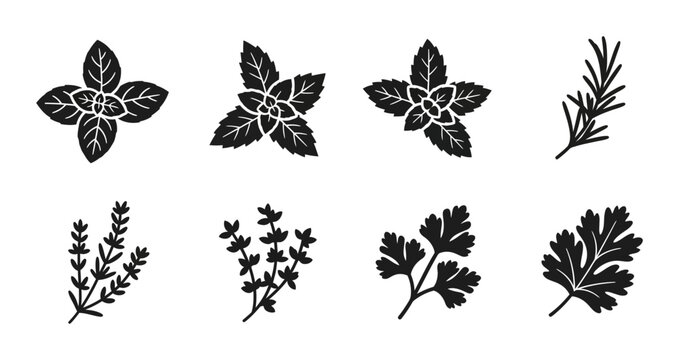 Herbs Collection, Culinary Ingredients, Fresh Greenery, Vector Icons