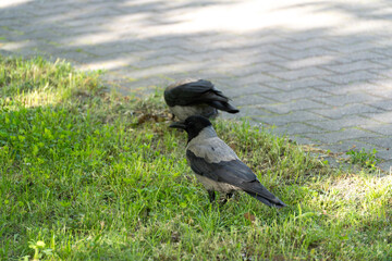 Naklejka premium Two hooded crows pecking at grass near paved path. Birds show natural foraging behavior. Scene captures peaceful moment in urban park setting. Ideal for wildlife, nature, or cityscape projects