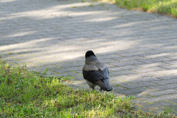 Naklejka premium Common jackdaw stands on grass beside a paved path. Sunlight dapples the ground, creating soft shadows. The bird looks alert, scanning its surroundings. Ideal for urban wildlife, nature