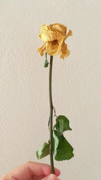 Hand holding a single dried yellow rose with wilted petals and green leaves against a plain white wall