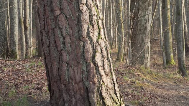 Detailed bark texture of a pine tree appears in warm sunlight within a calm woodland filled with tall trunks and dry forest ground. Ideal for nature documentaries or peaceful outdoor scenes. 